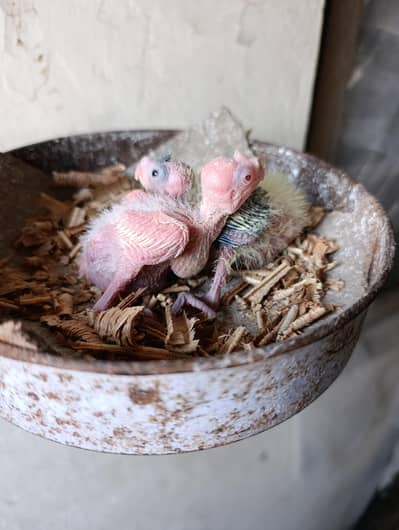 Eno Red Eyes Cocktail Chick Available for sale