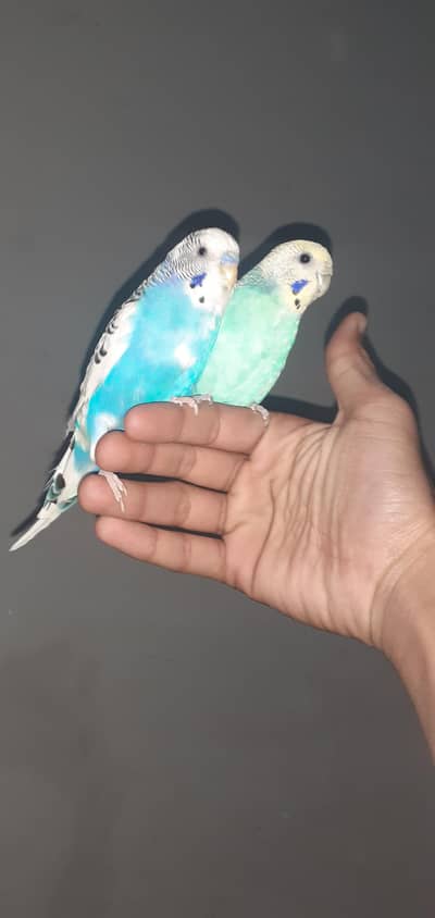 austrlian parrots in Islamabad shaheen town