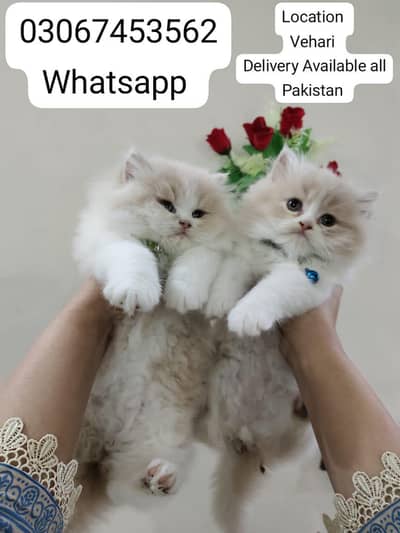 Pure Persion/Tripple Coated/Litter Trained/For Sale