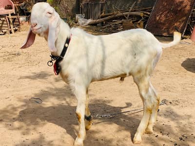 Rajanpuri Pure beghair seeng Ka bakra Ready to Qurbani