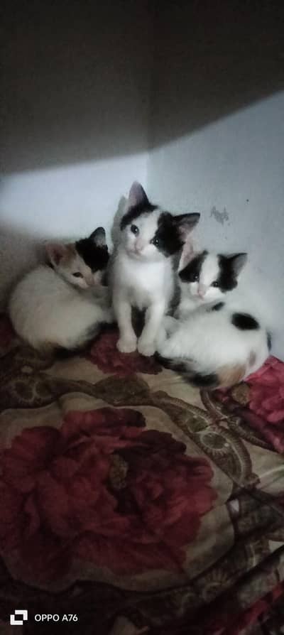 Male cat = 1.  Female cat = 2