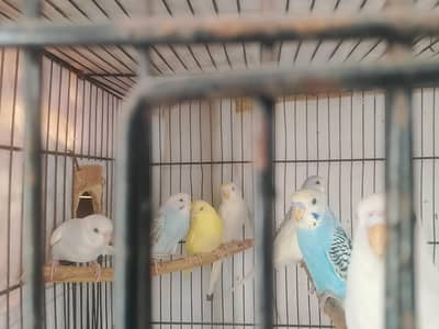 Budgies