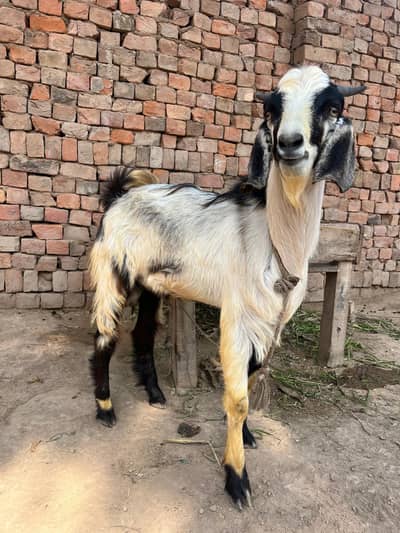 Tedi Bakra Desi Bakra  Breeder Bakra Mutton