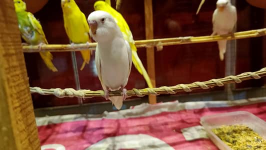 Healthy and Active Budgies Pair & Chicks for Sale