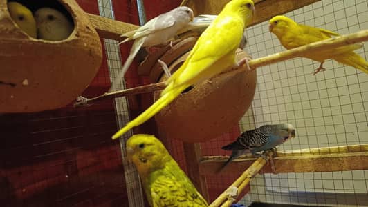 Healthy and Active Budgies Pair & Chicks for Sale