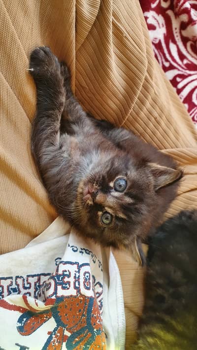 3 Adorable kittens for adoption