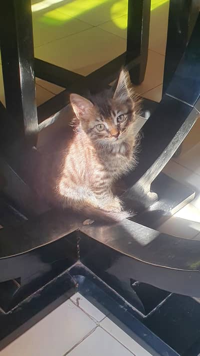 3 Adorable kittens for adoption