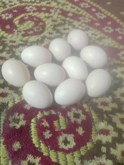 fartile egg  parrot bek