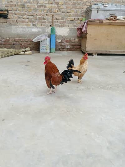 English Game Bantam Hens Pair