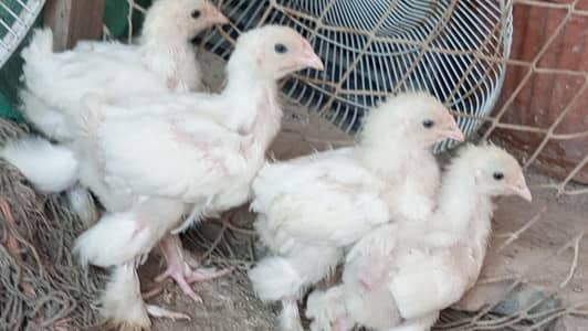 white heavy buff Cochin chick age 45days