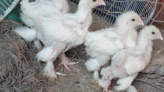 white heavy buff Cochin chick age 45days