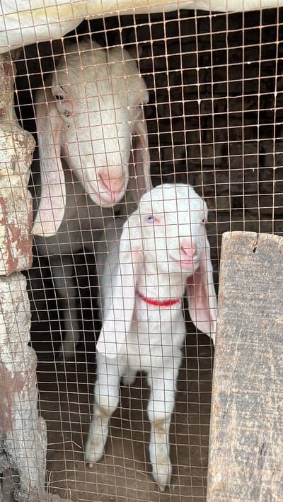 MashaAllah beautiful white goat for sale