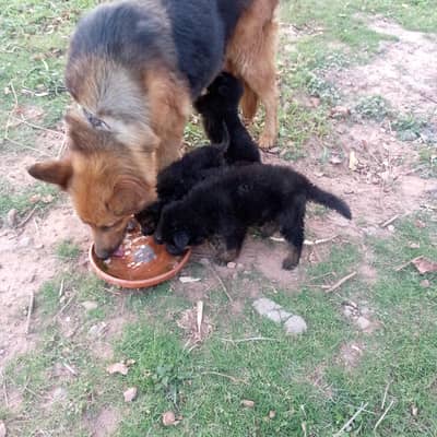 gsd puppies for sale