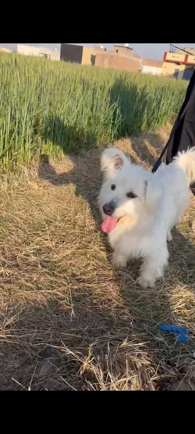 Dog for sale location taxila WhatsApp 03165853264