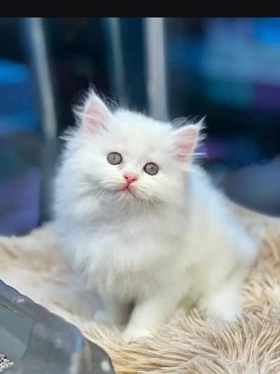 Persian female kitten for sale My WhatsApp number 0347-72-98-721