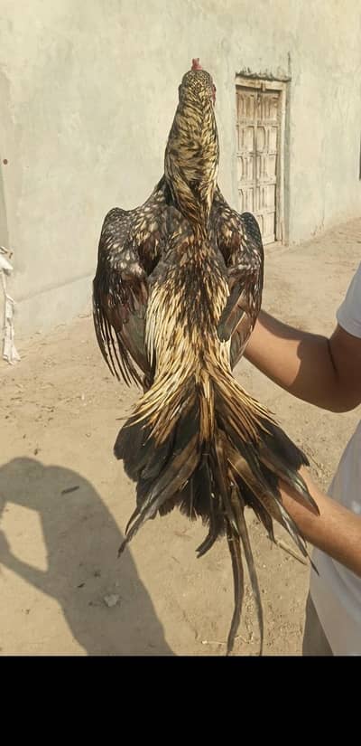 Aseel Patha Home Breed JIS Bhai Smjh aye RABTA Krle