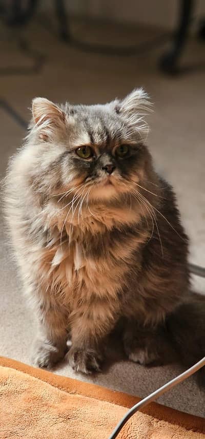 Top Class Grey Persian Cat