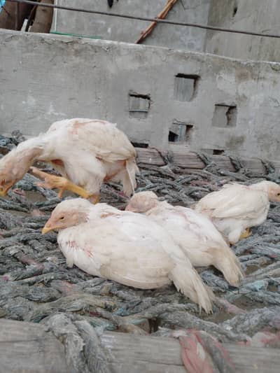 Heera paper White and boska chicks every age has available.