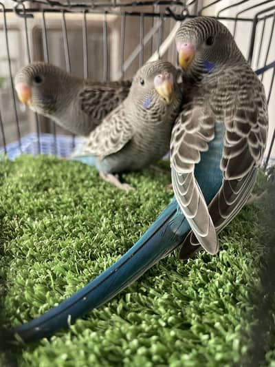 Voilet Blackface chicks available