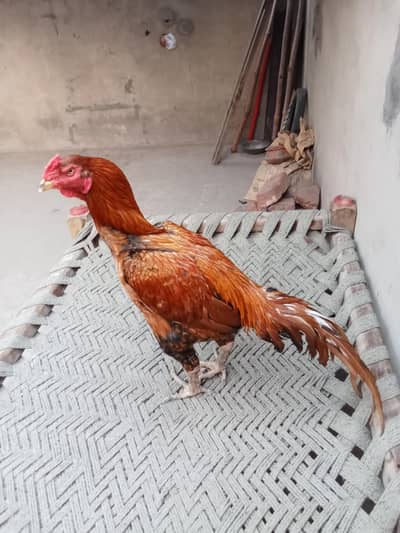 Aseel Sindhi Rooster