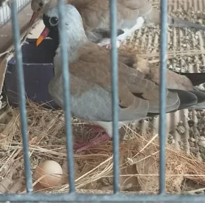 Cape Dove /Doves /Doves For Sale /Qumri /Fakhta /All kind of Doves