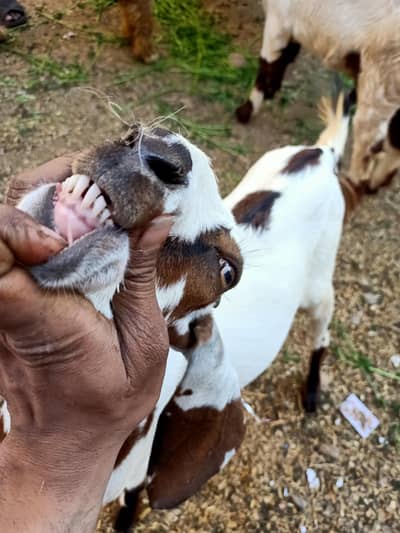 all ok colour white brown eyes