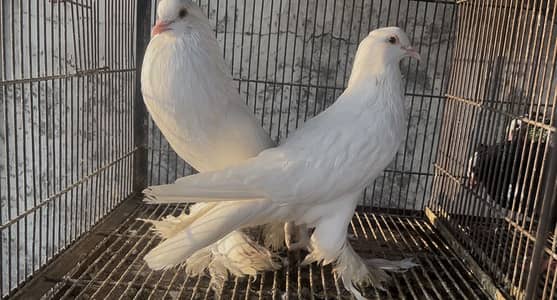 Breeder pair for sale