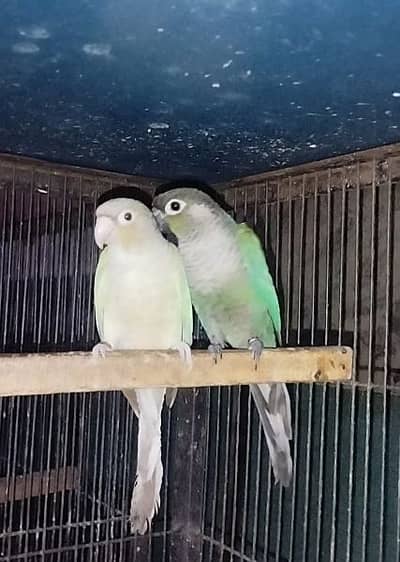 Blue turquoise fertile pair for sale