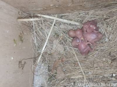 High Quality Fawn Java Pair with 4 chicks