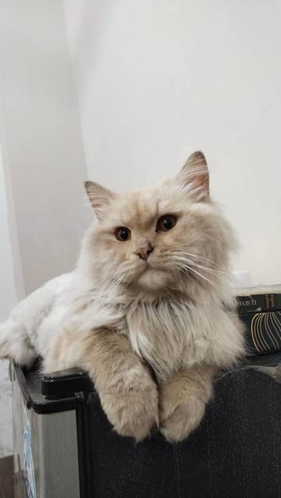 Persian Triple coat fur male cat available