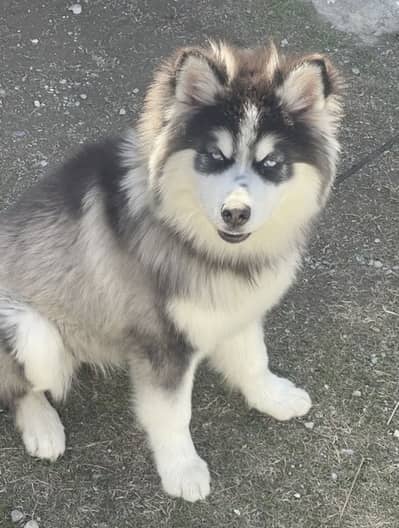 Husky Dog Blue eyes