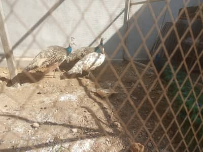 2 males peacock for sell home breed