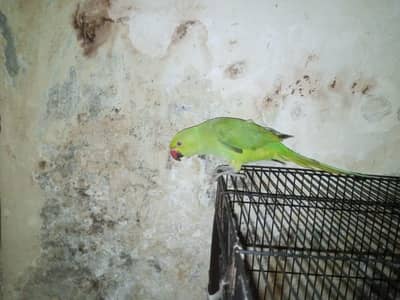 raw breader female for sale