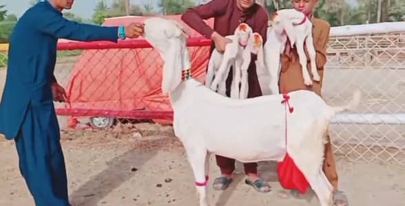 Bakri For Sale 0326,,6288,,418