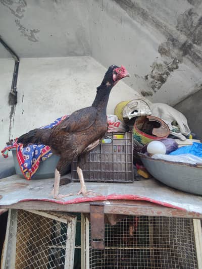 aseel pair for sale.