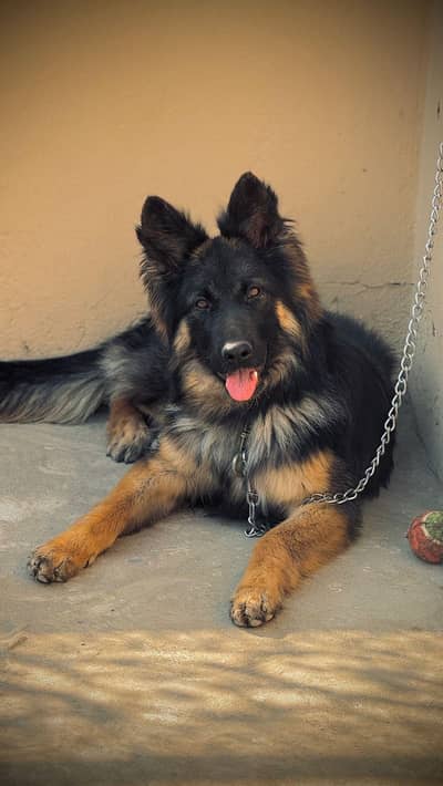 log cort german shepherd