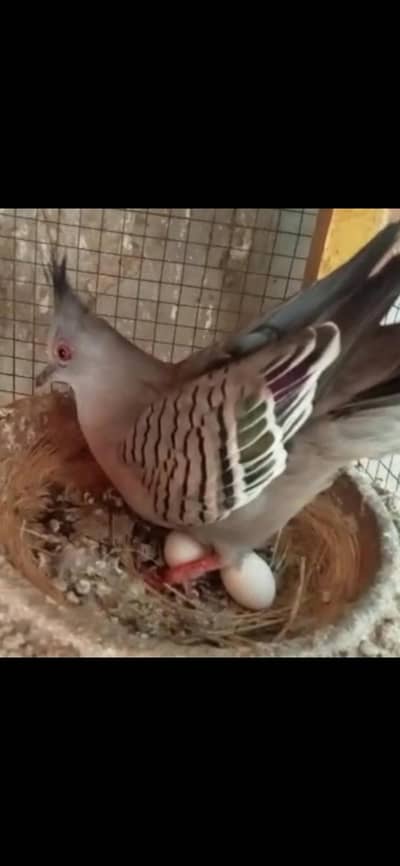 Crested Dove /Doves /Doves For Sale /Qumri /Fakhta /All kind of Doves