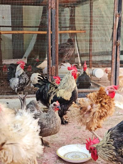 فرزلی مرغی 500 روپے اس کے علاوہ دوسری بريڈ بھی سستے ريٹ ميں دستياب ھے