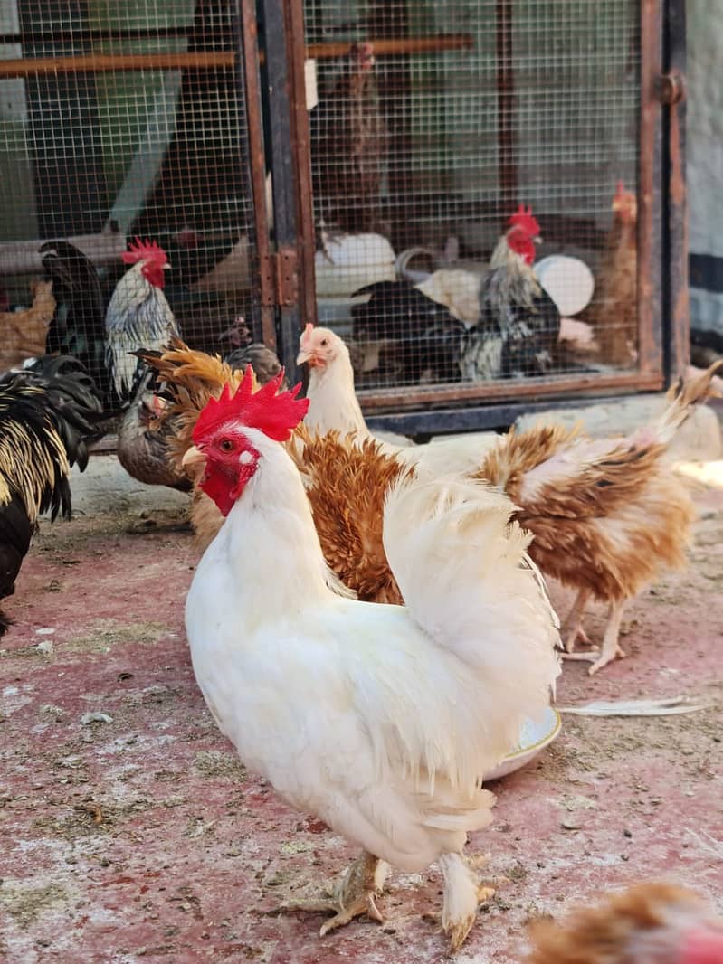 فرزلی مرغی 500 روپے اس کے علاوہ دوسری بريڈ بھی سستے ريٹ ميں دستياب ھے 1