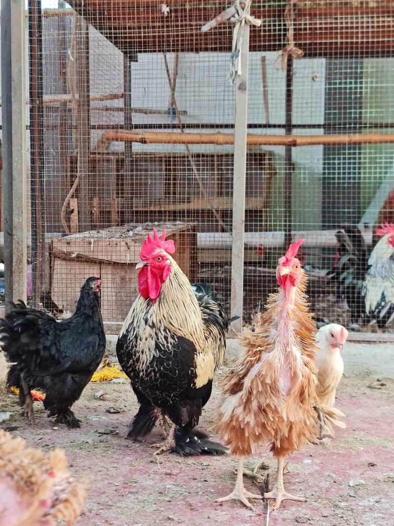فرزلی مرغی 500 روپے اس کے علاوہ دوسری بريڈ بھی سستے ريٹ ميں دستياب ھے 3