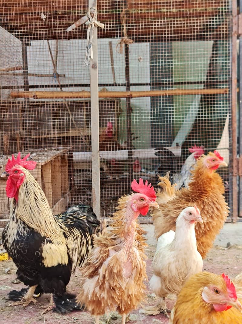 فرزلی مرغی 500 روپے اس کے علاوہ دوسری بريڈ بھی سستے ريٹ ميں دستياب ھے 5