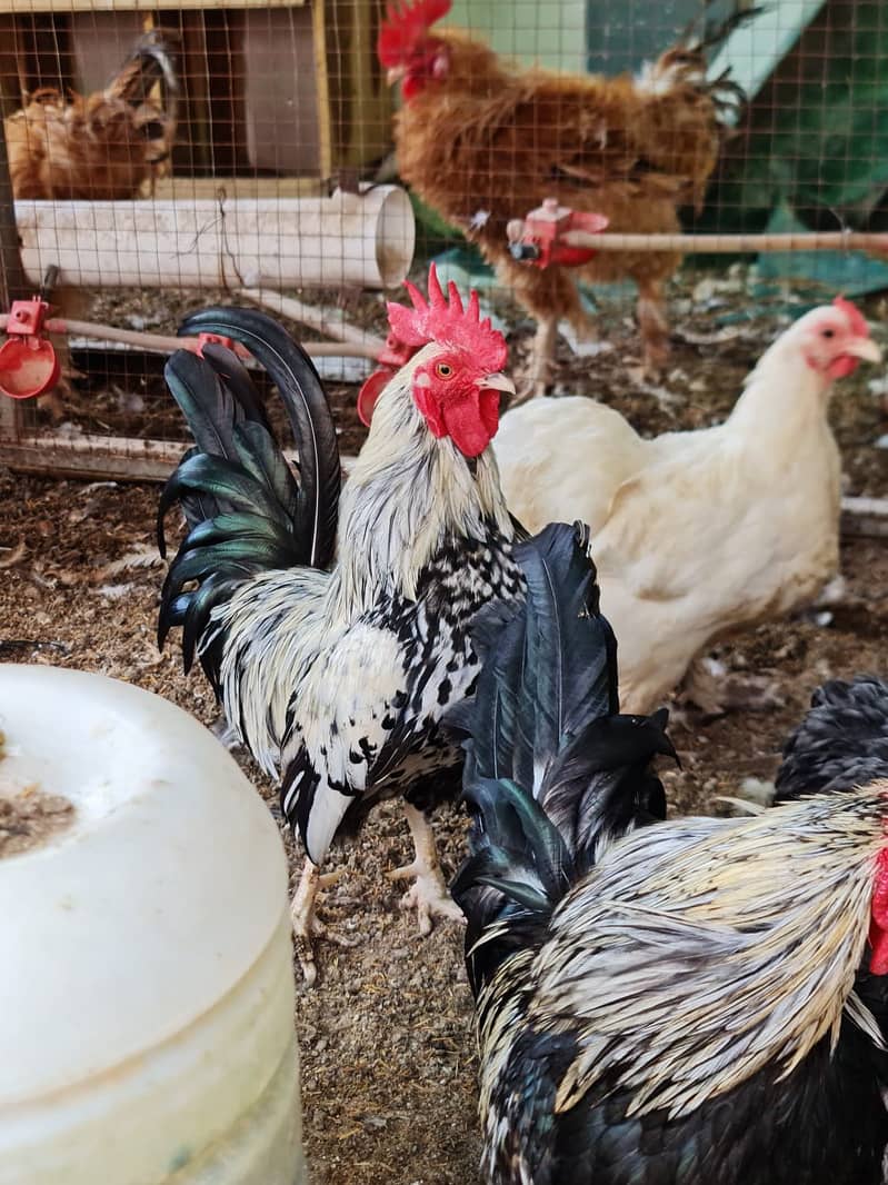 فرزلی مرغی 500 روپے اس کے علاوہ دوسری بريڈ بھی سستے ريٹ ميں دستياب ھے 6