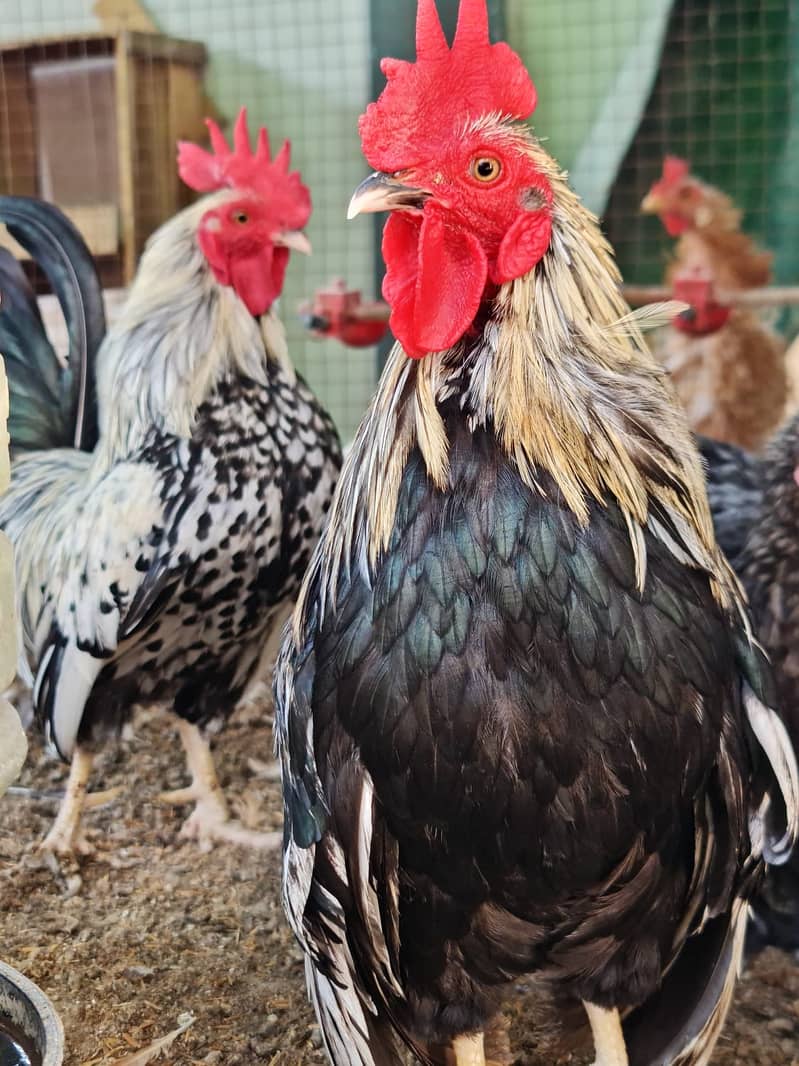 فرزلی مرغی 500 روپے اس کے علاوہ دوسری بريڈ بھی سستے ريٹ ميں دستياب ھے 7