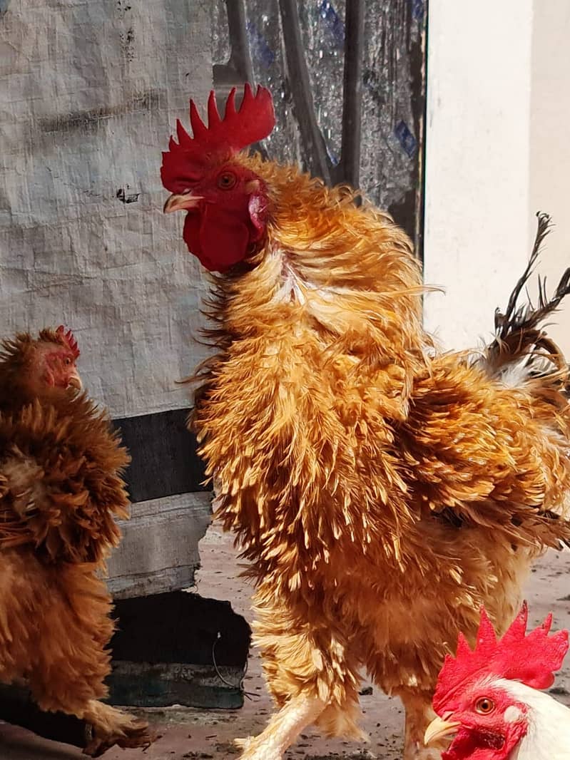 فرزلی مرغی 500 روپے اس کے علاوہ دوسری بريڈ بھی سستے ريٹ ميں دستياب ھے 8