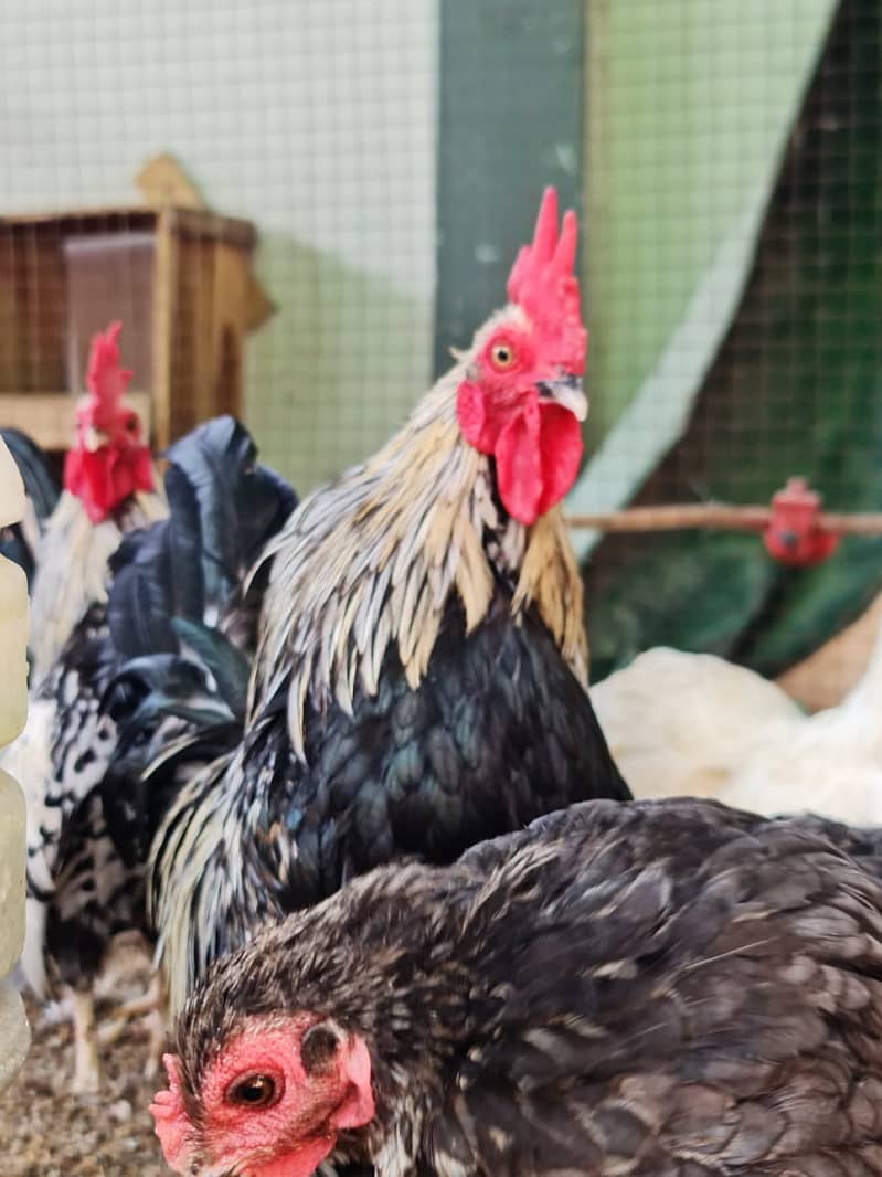 فرزلی مرغی 500 روپے اس کے علاوہ دوسری بريڈ بھی سستے ريٹ ميں دستياب ھے 10