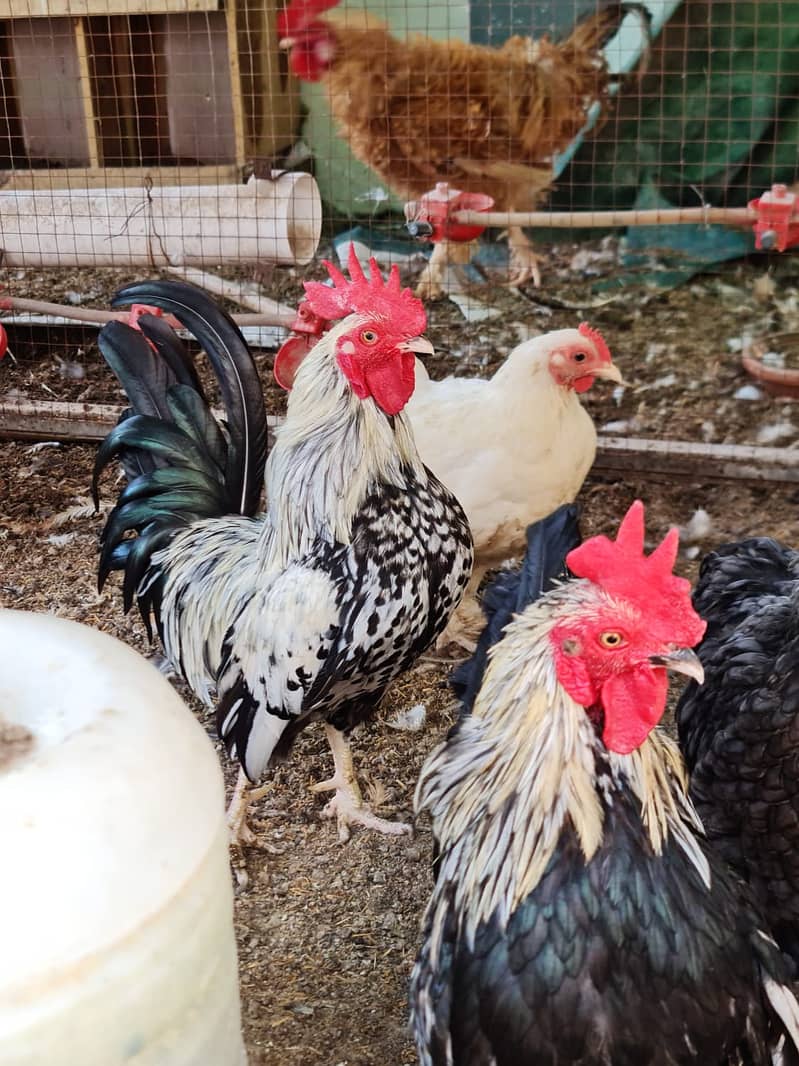 فرزلی مرغی 500 روپے اس کے علاوہ دوسری بريڈ بھی سستے ريٹ ميں دستياب ھے 11