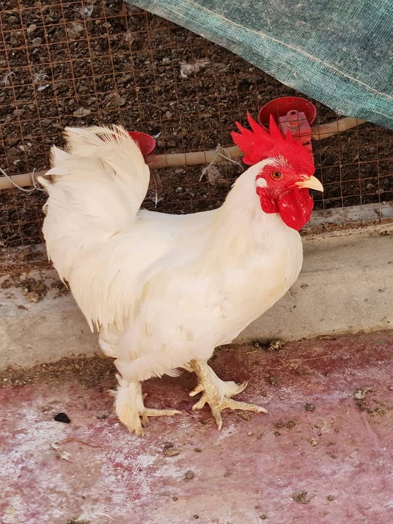 فرزلی مرغی 500 روپے اس کے علاوہ دوسری بريڈ بھی سستے ريٹ ميں دستياب ھے 12