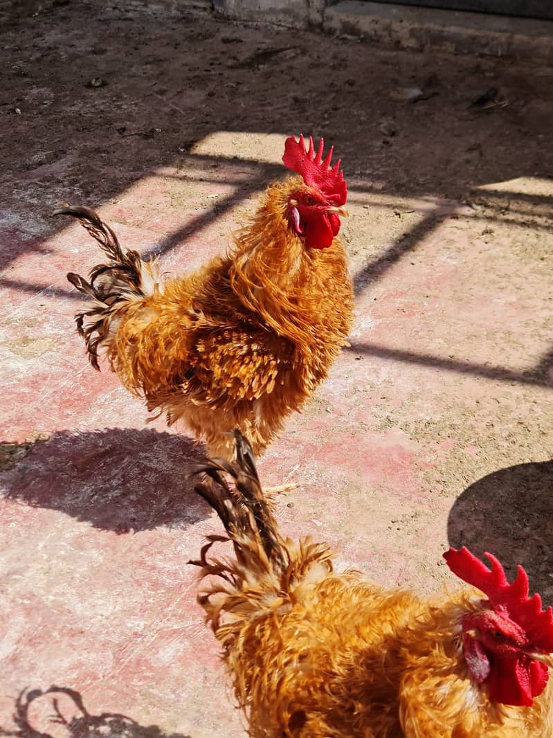 فرزلی مرغی 500 روپے اس کے علاوہ دوسری بريڈ بھی سستے ريٹ ميں دستياب ھے 13