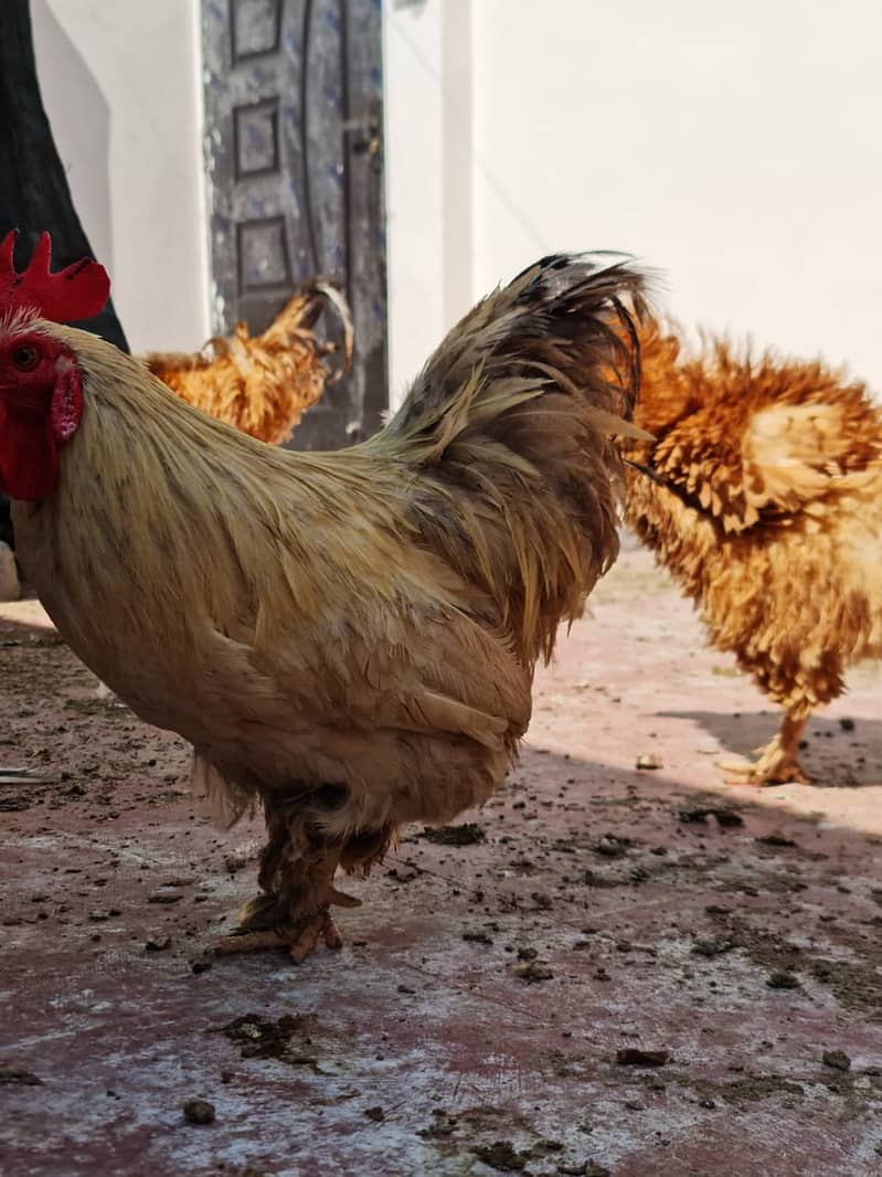 فرزلی مرغی 500 روپے اس کے علاوہ دوسری بريڈ بھی سستے ريٹ ميں دستياب ھے 14