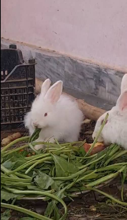 فرزلی مرغی 500 روپے اس کے علاوہ دوسری بريڈ بھی سستے ريٹ ميں دستياب ھے 15